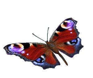 Schmetterling-Link zur Übersicht